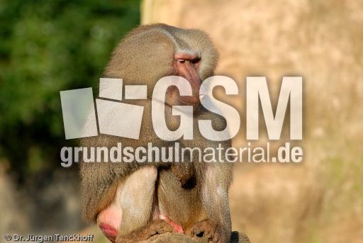 Mantelpavian (7 von 16).jpg